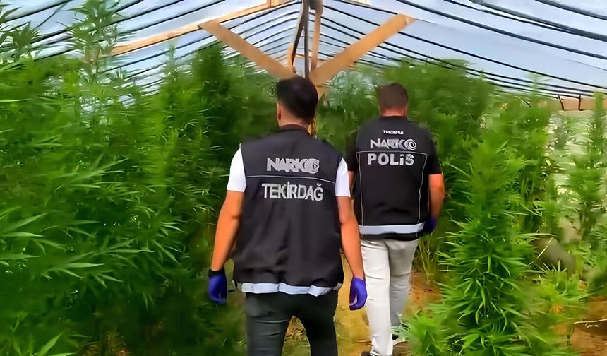Polis baskınında uyuşturucu serası ortaya çıktı! Şüpheli tutuklandı