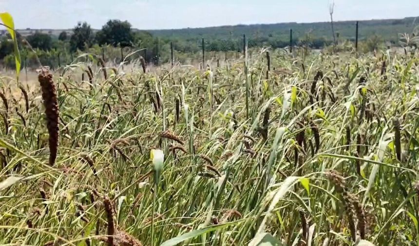 İlk denemede umut veren sonuç! Muhabbet kuşu yemi üretimi alternatif tarıma kapı araladı
