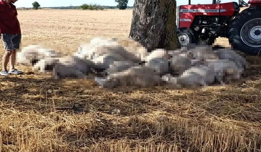 Şiddetli hava Edirne'yi vurdu! Yıldırım koyunları telef etti, dolu çatılara zarar verdi