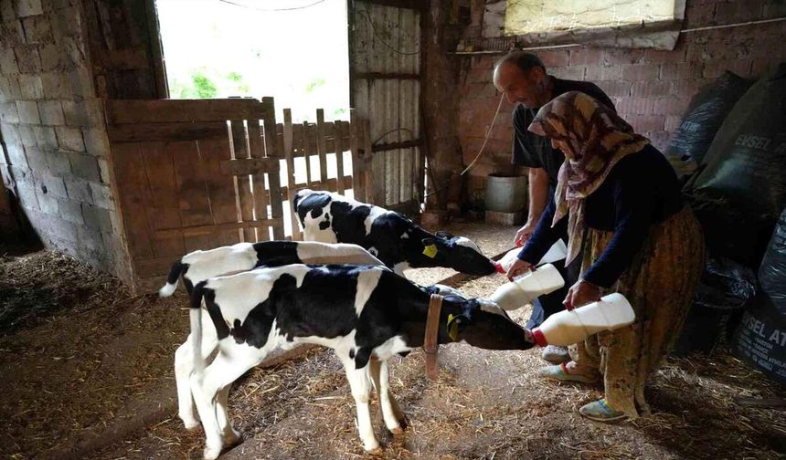 Edirne'de Üçüz Buzağı Mucizesi: "Rabbim Bereketini Üç Kat Verdi"