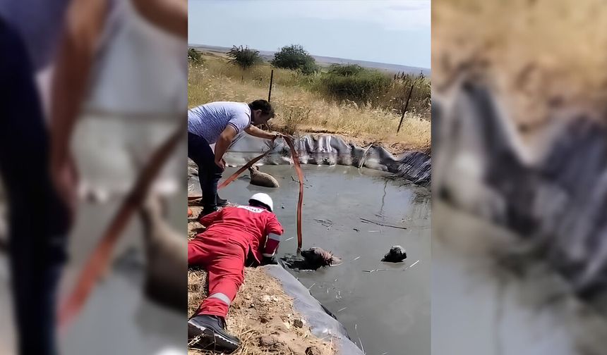 Gölette Mahsur Kalan 4 Köpek İçin Seferber Oldular
