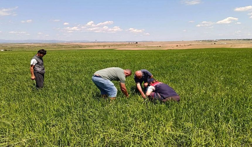 Ceviz büyüklüğündeki dolu ekili alanları vurdu! Hasar tespit çalışmaları başladı