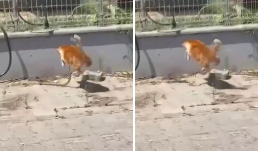 Sokak ortasında karşı karşıya geldiler! Kedi ile yılanın mücadelesi saniye saniye kaydedildi