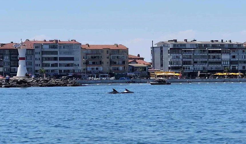 Marmara'nın Sürpriz Misafirleri Kamerada