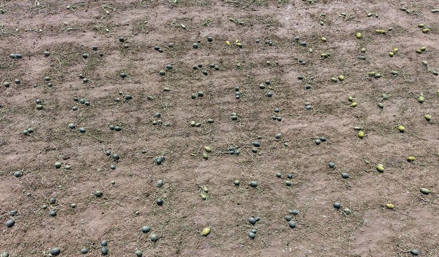 Tekirdağ'da Dolu Felaketi: 35 Bin Dekar Tarım Arazisi Zarar Gördü