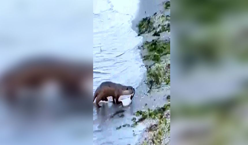 Sahilde avlanırken görüntülendi! Nadir görülen su samuru ilgi odağı oldu