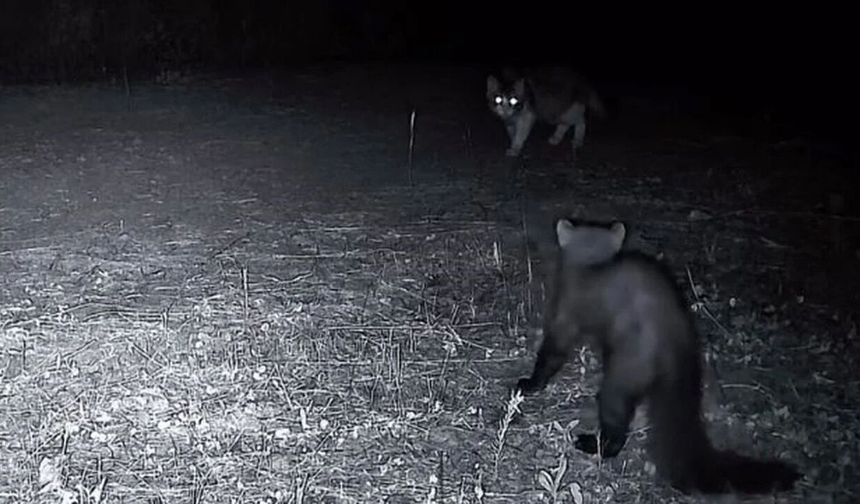 Ganos Dağları’nın Yaban Hayatı Fotokapanlara Yansıdı