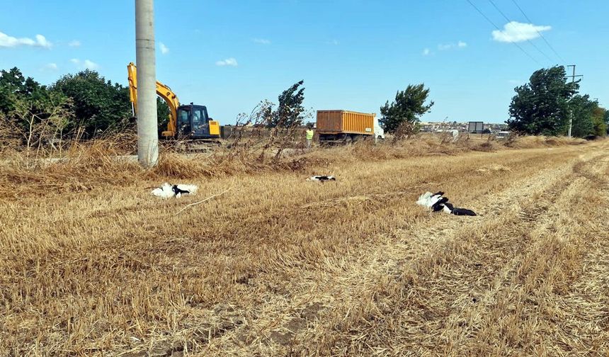 Göç yolunda acı manzara: Onlarca leylek ölü bulundu