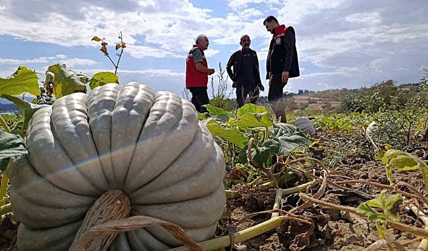 Tekirdağ’da tarladan sofraya bal kabağı mesaisi